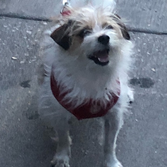 Meet your Posher, Billie - Picture 2 of 2